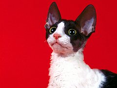 Sebastian, Cornish Rex
